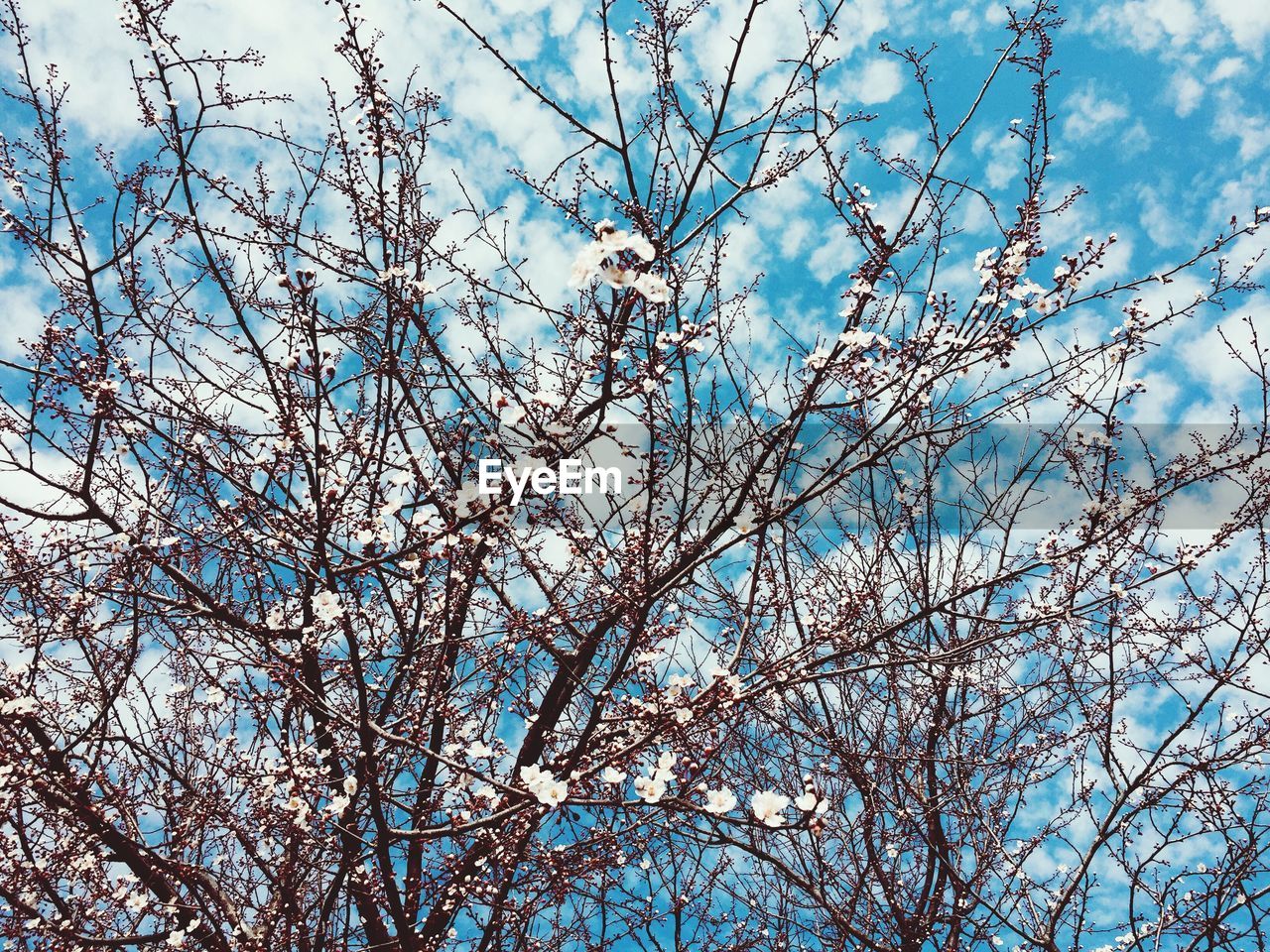 LOW ANGLE VIEW OF CHERRY TREE AGAINST SKY