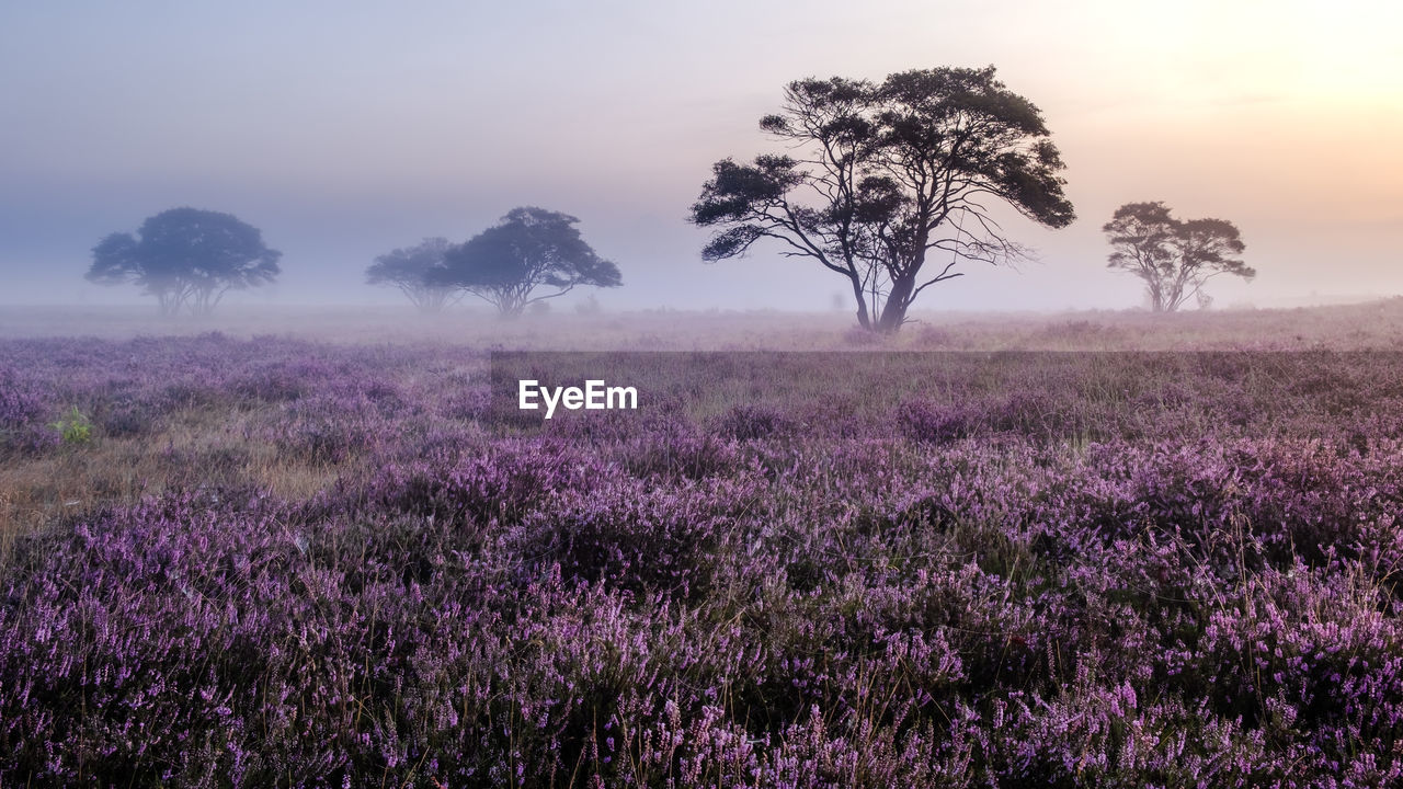 SCENIC VIEW OF FLOWERING TREES ON FIELD DURING SUNSET