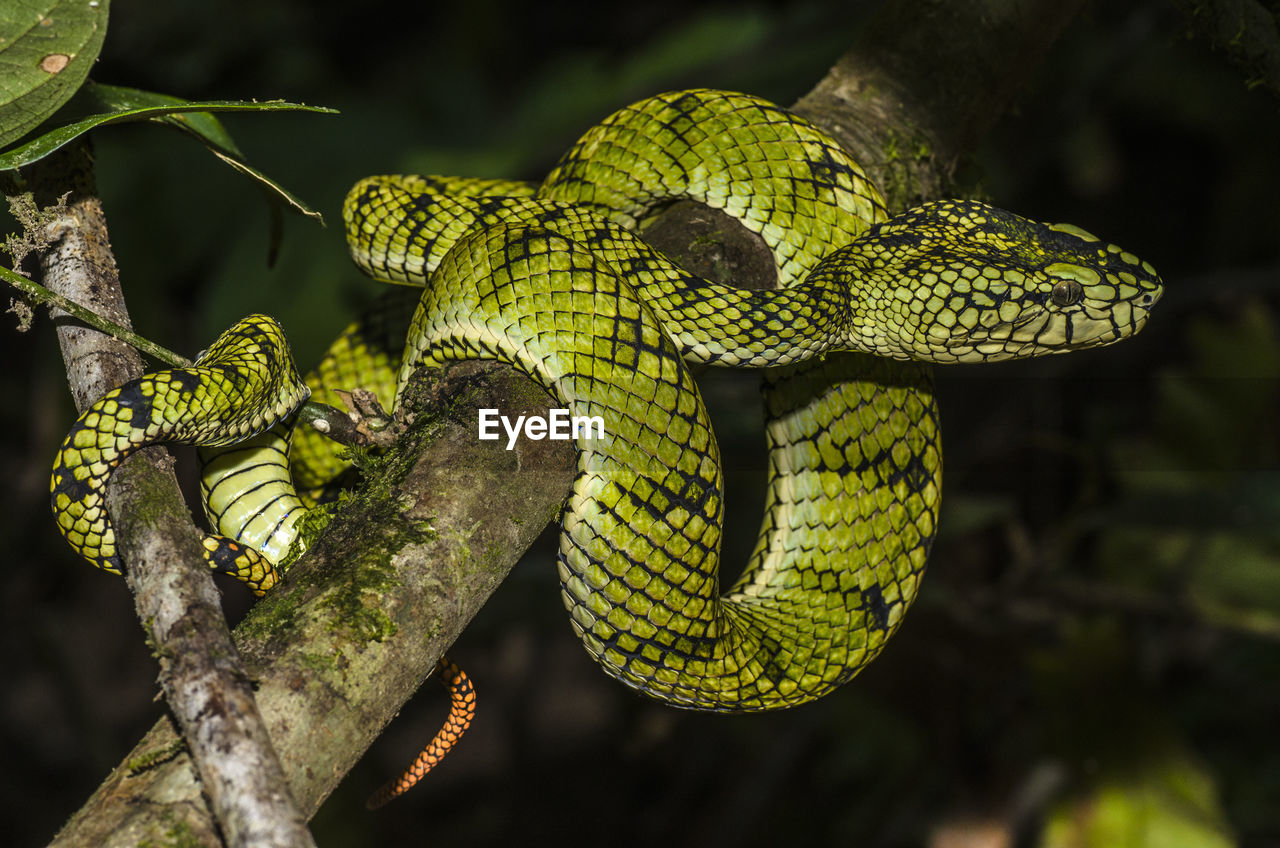 CLOSE-UP OF SNAKE ON BRANCH