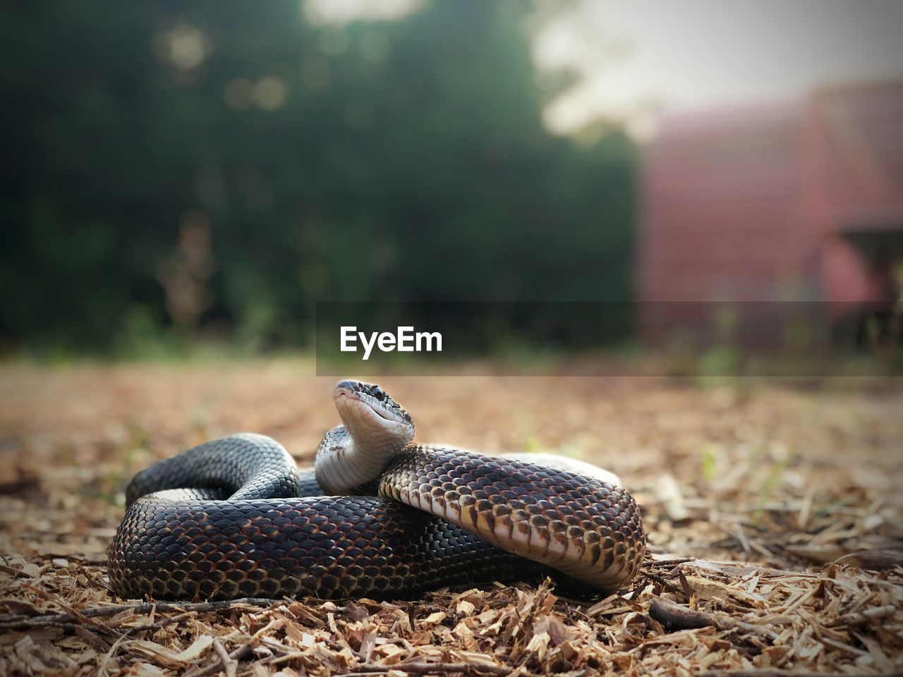 Ratsnake on the farm