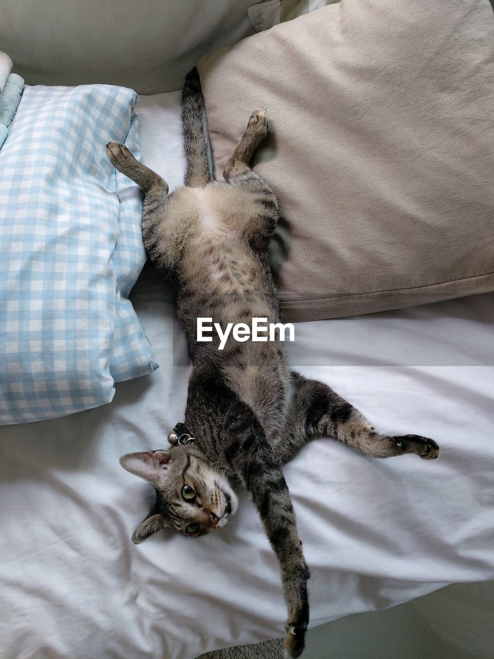 high angle view of cat lying on bed