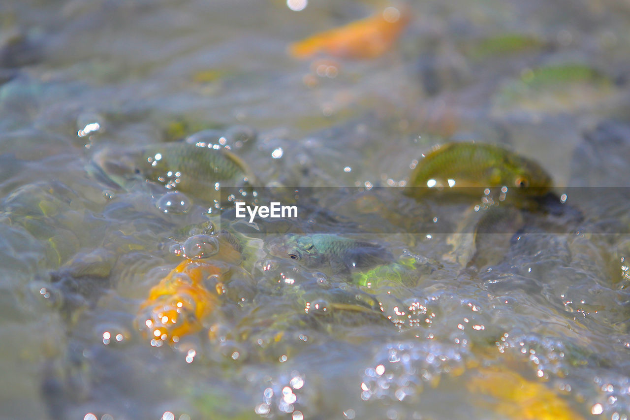 CLOSE-UP OF WATER DROPS ON LEAF OUTDOORS