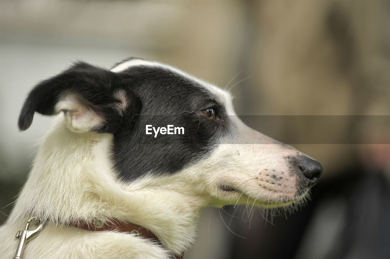 CLOSE-UP OF A DOG LOOKING AWAY OUTDOORS