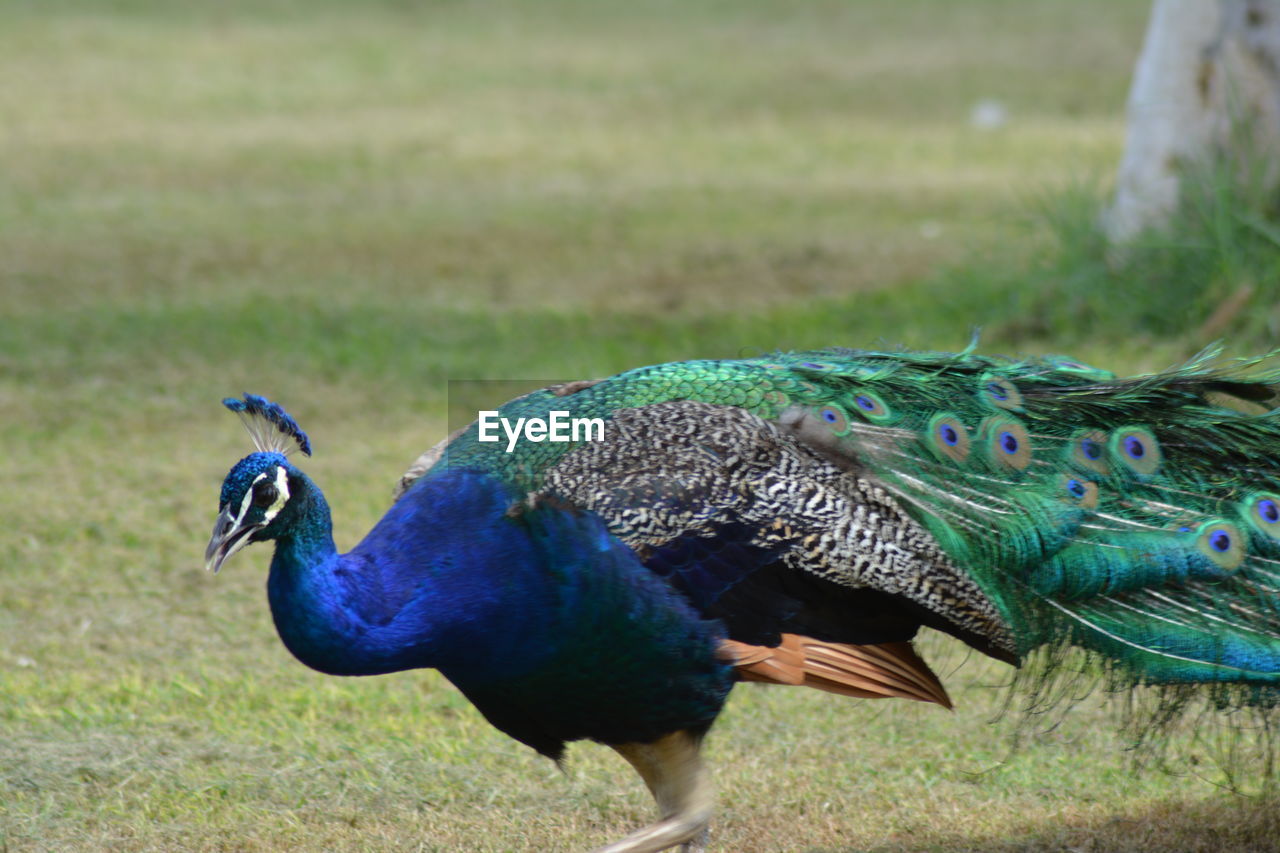 Close-up of peacock on field
