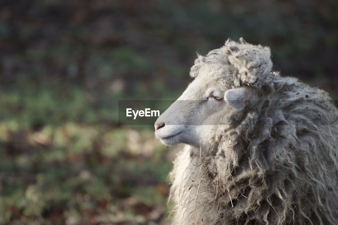 Close-up of sheep on field