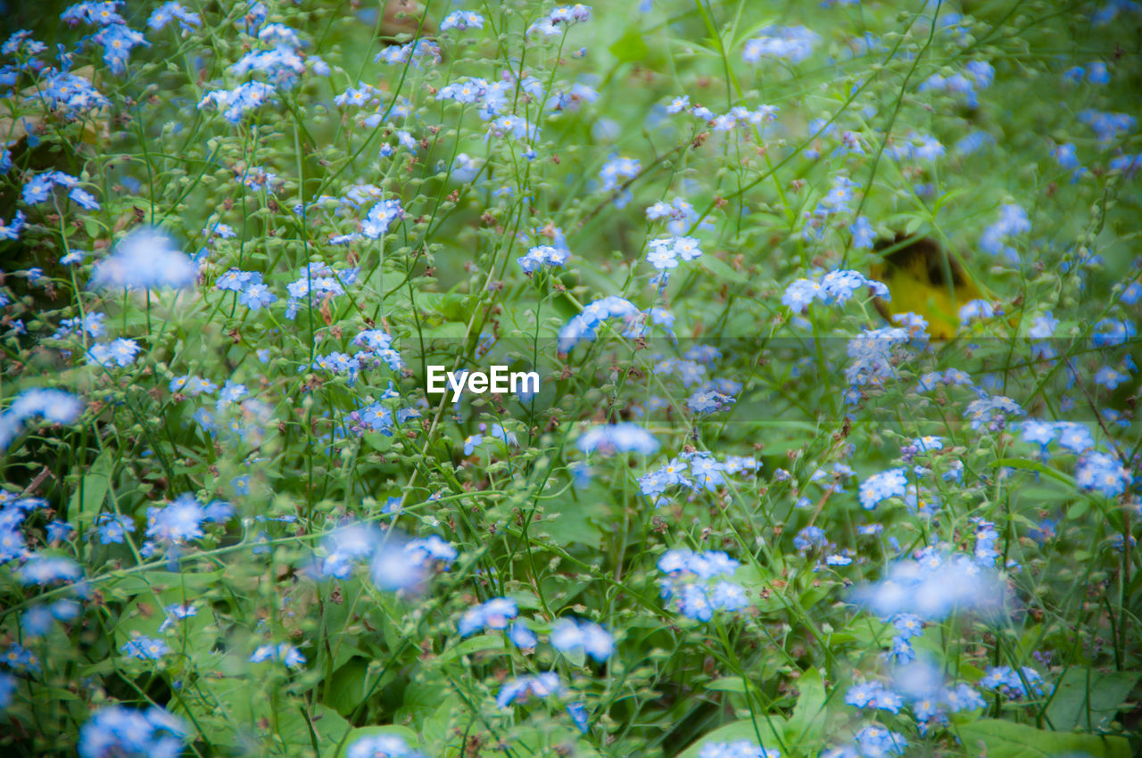 FULL FRAME SHOT OF WHITE FLOWERS