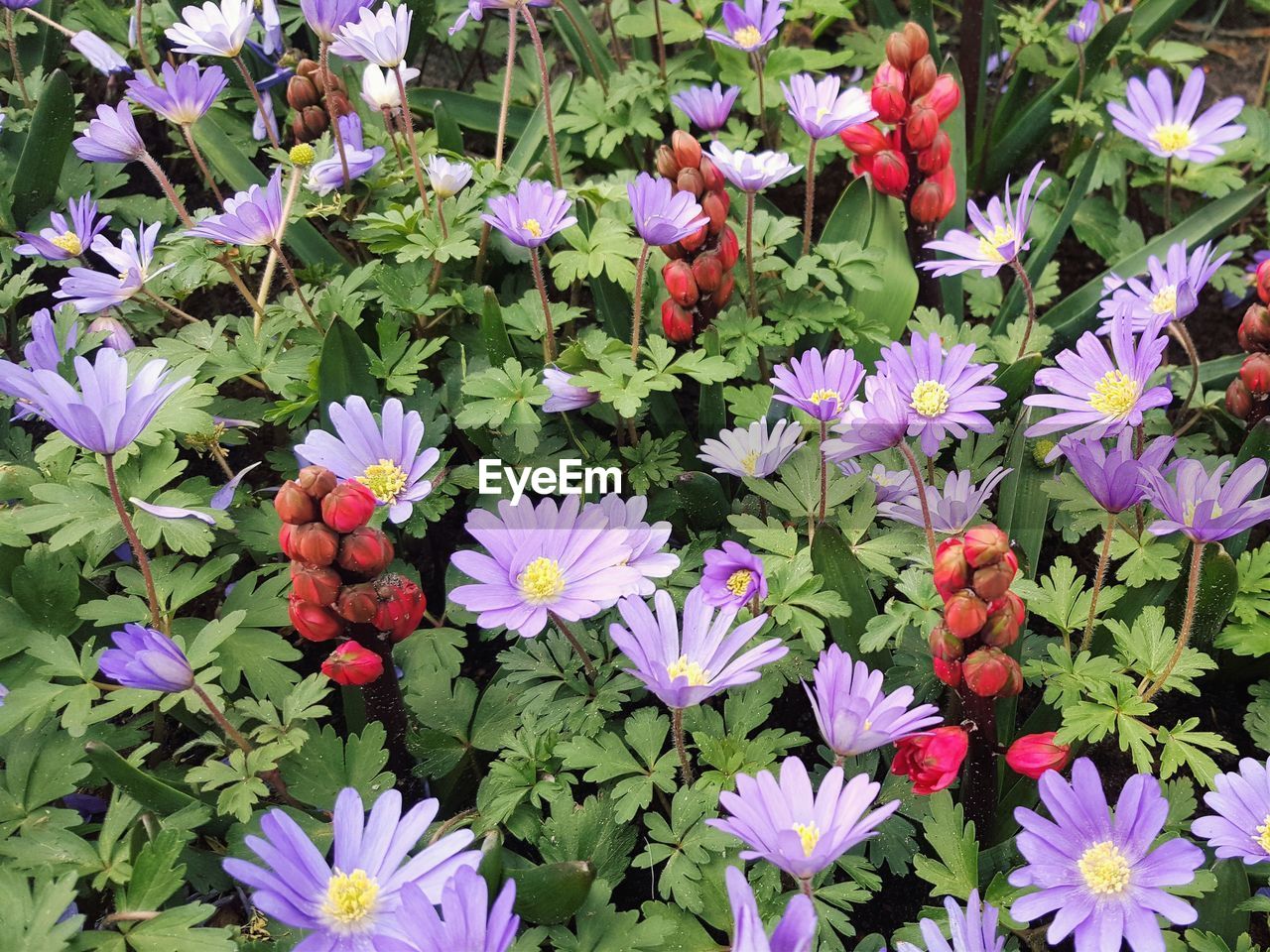 CLOSE-UP OF PINK FLOWERING PLANTS