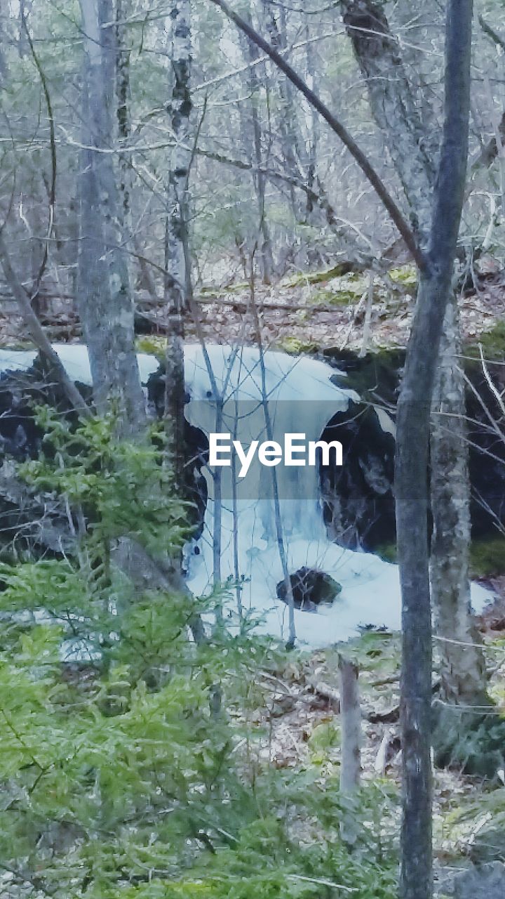 VIEW OF TREES IN FOREST