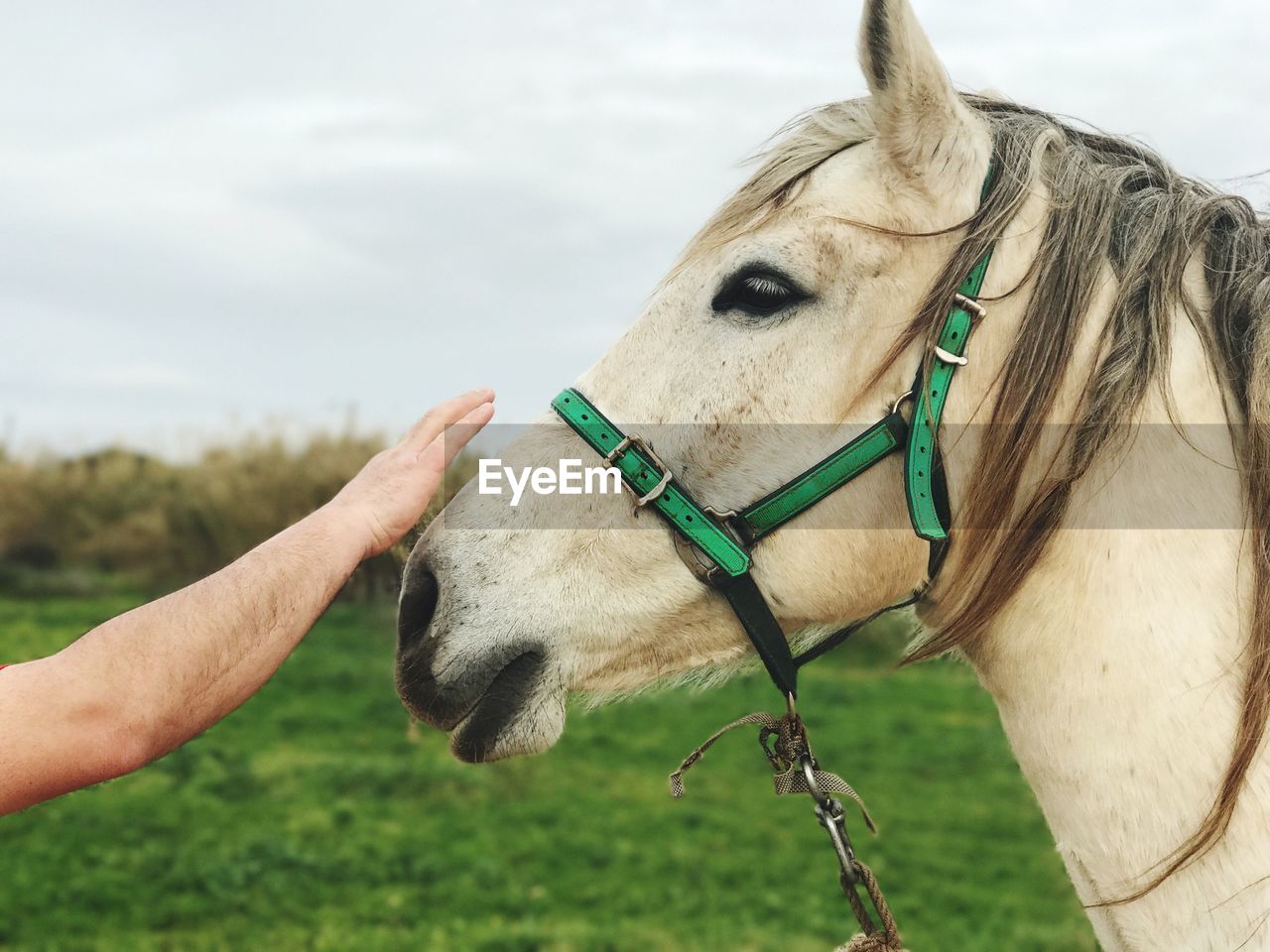 Cropped hand of man reaching towards horse at field against cloudy sky