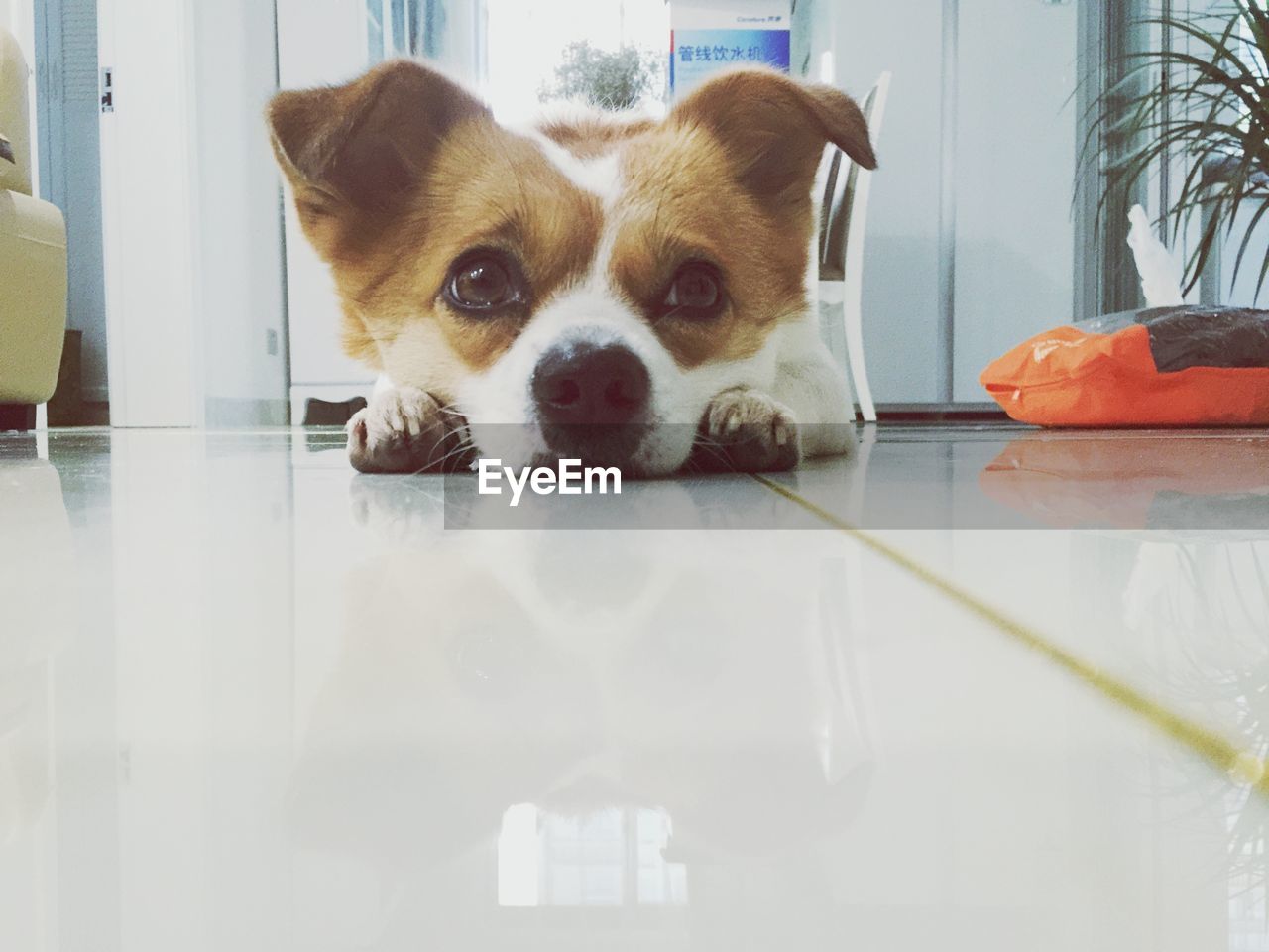 Close-up portrait of dog