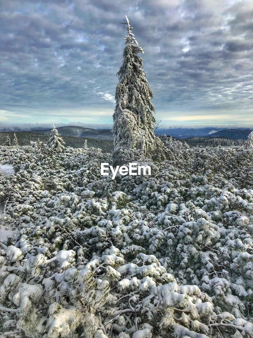 PLANT GROWING ON ROCK