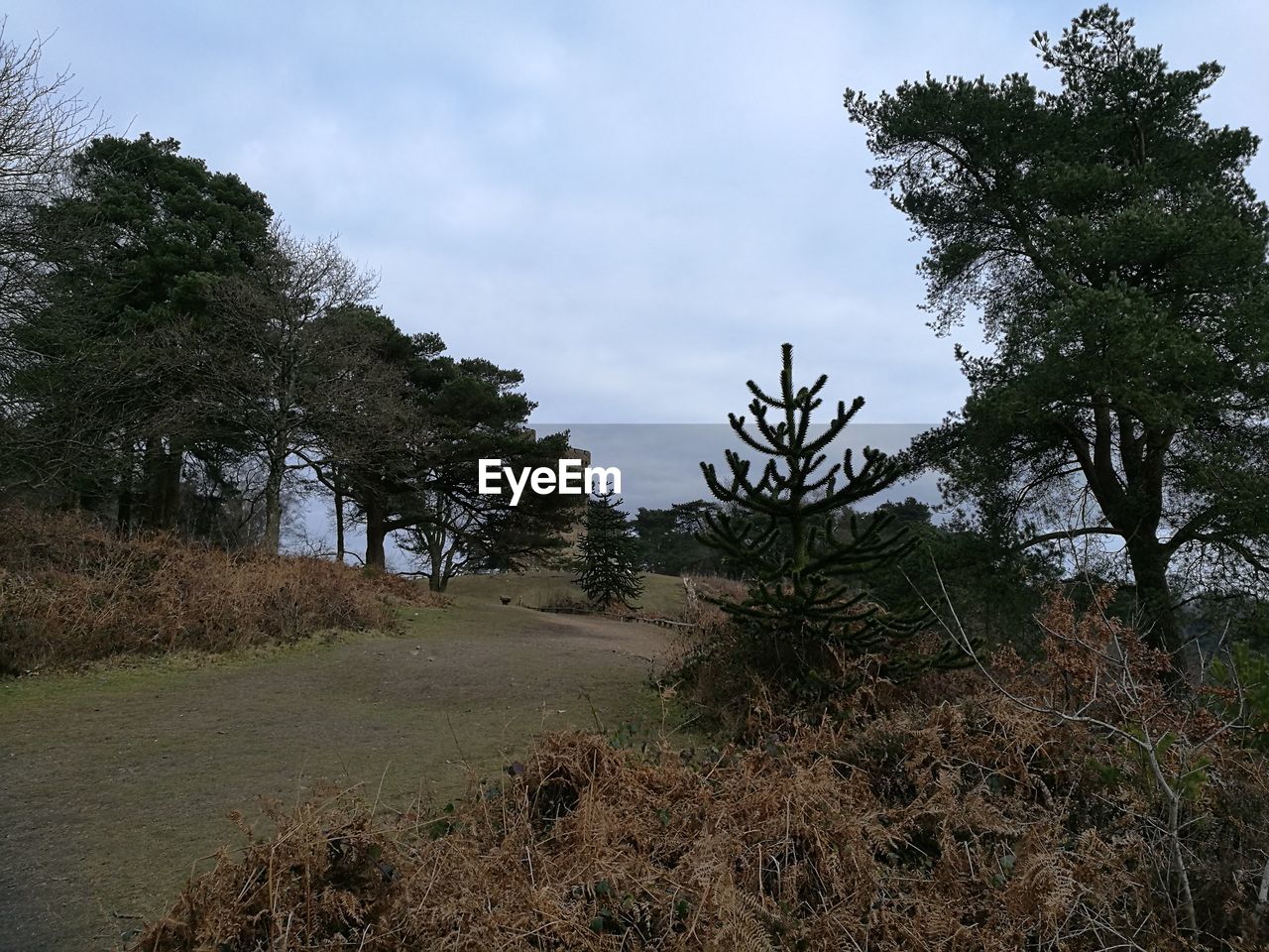 LOW ANGLE VIEW OF TREES