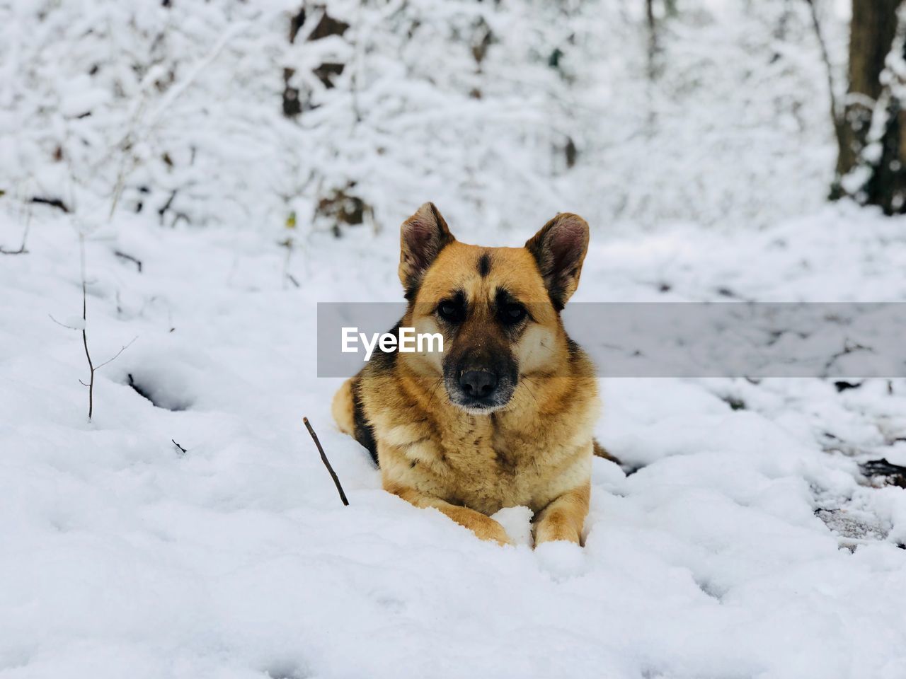 German shepherd resting on snow in the middle of a forest covered in snow