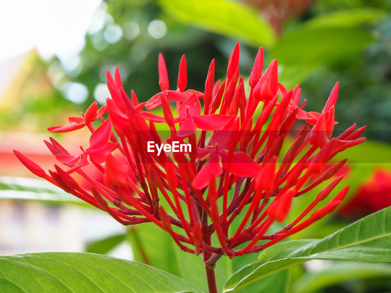 Beautiful red rubiaceae flower, ixora, with blurred green background.