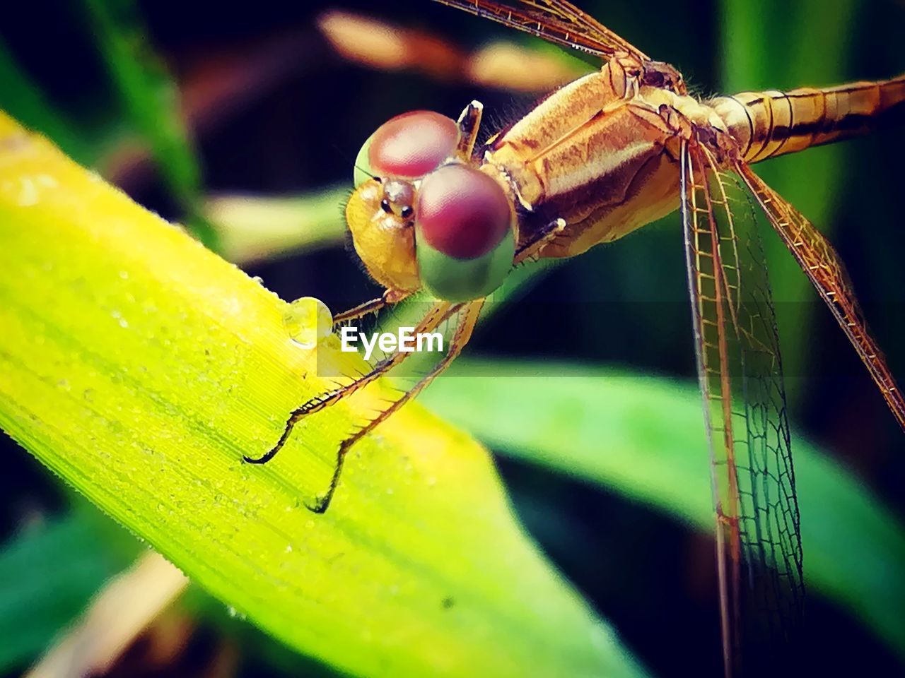 Close-up of dragonfly on plant