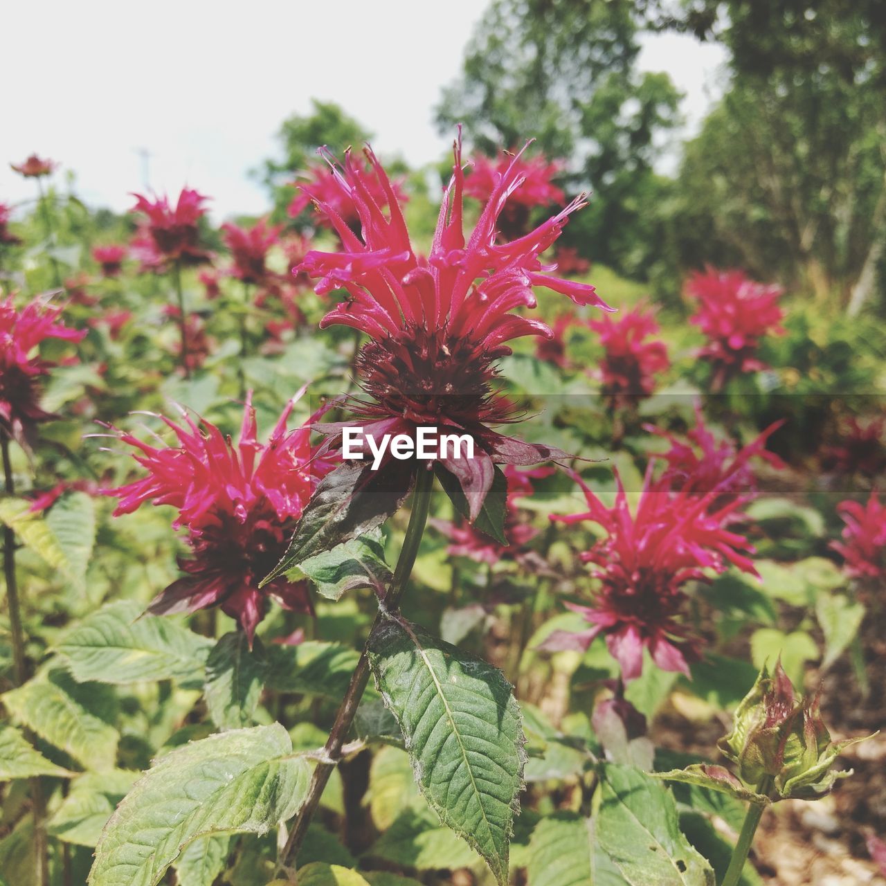 CLOSE-UP OF RED FLOWERS BLOOMING IN PLANT