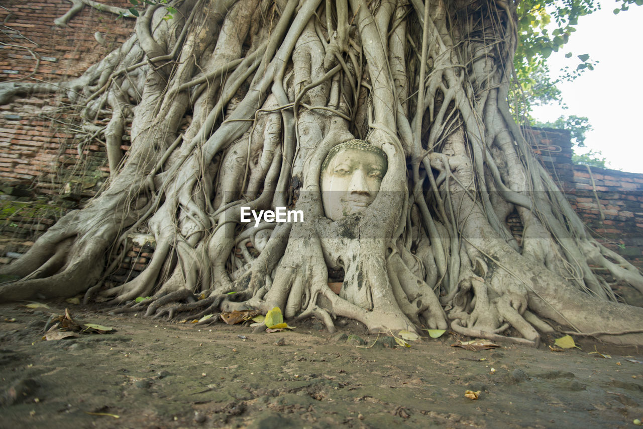 Close-up of buddha statue in tree roots