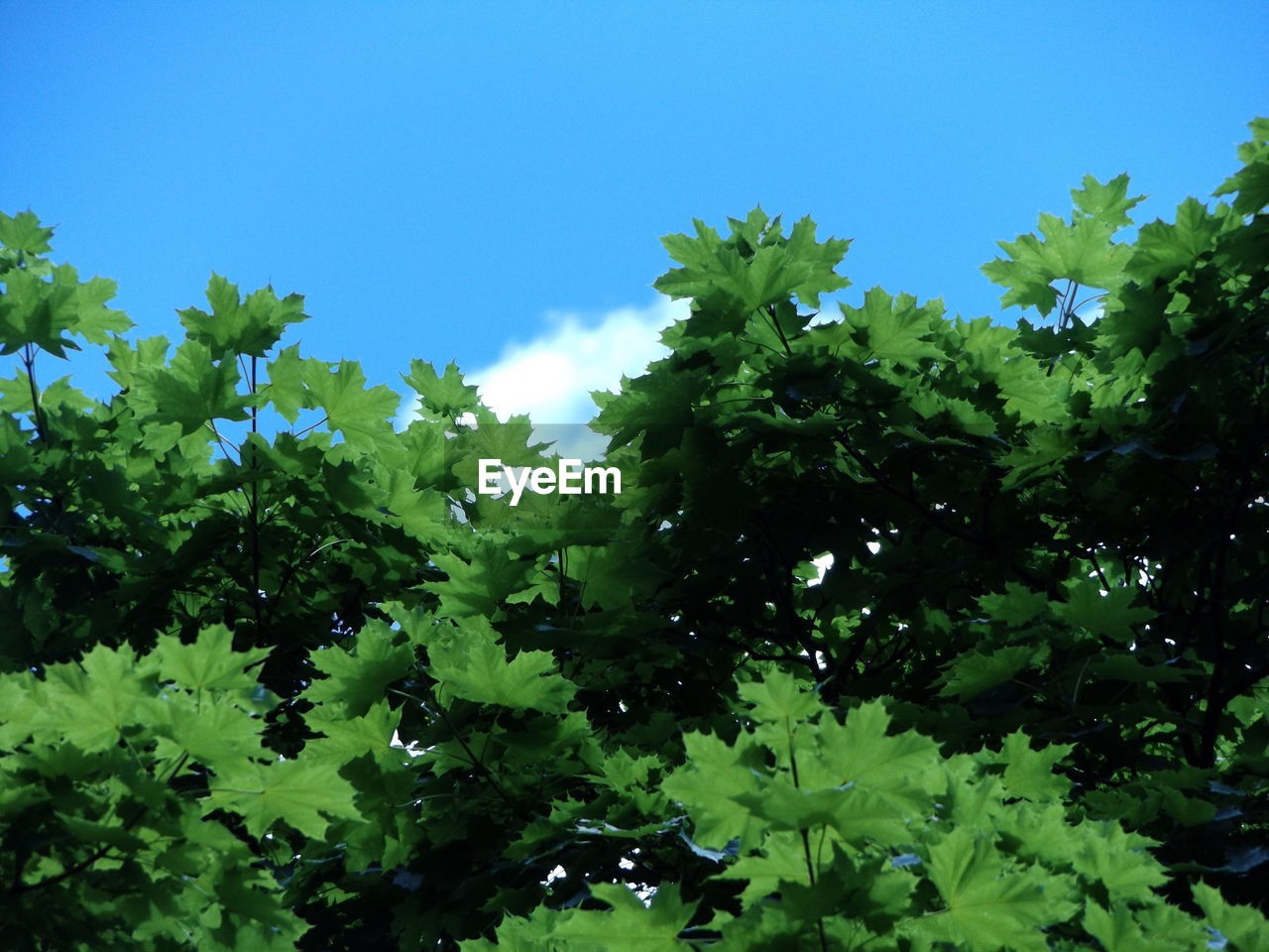 Green plants against clear sky