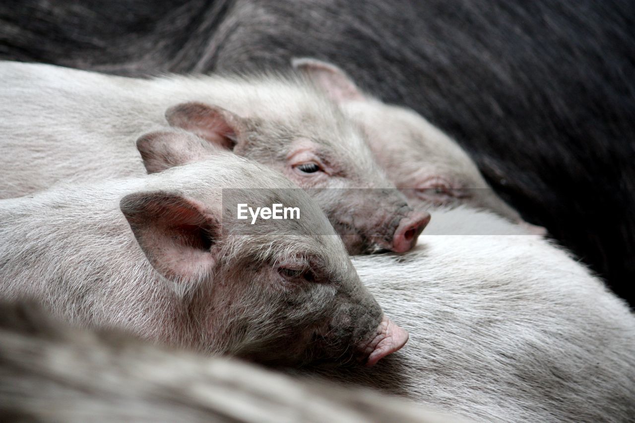 Close-up of piglets on pig