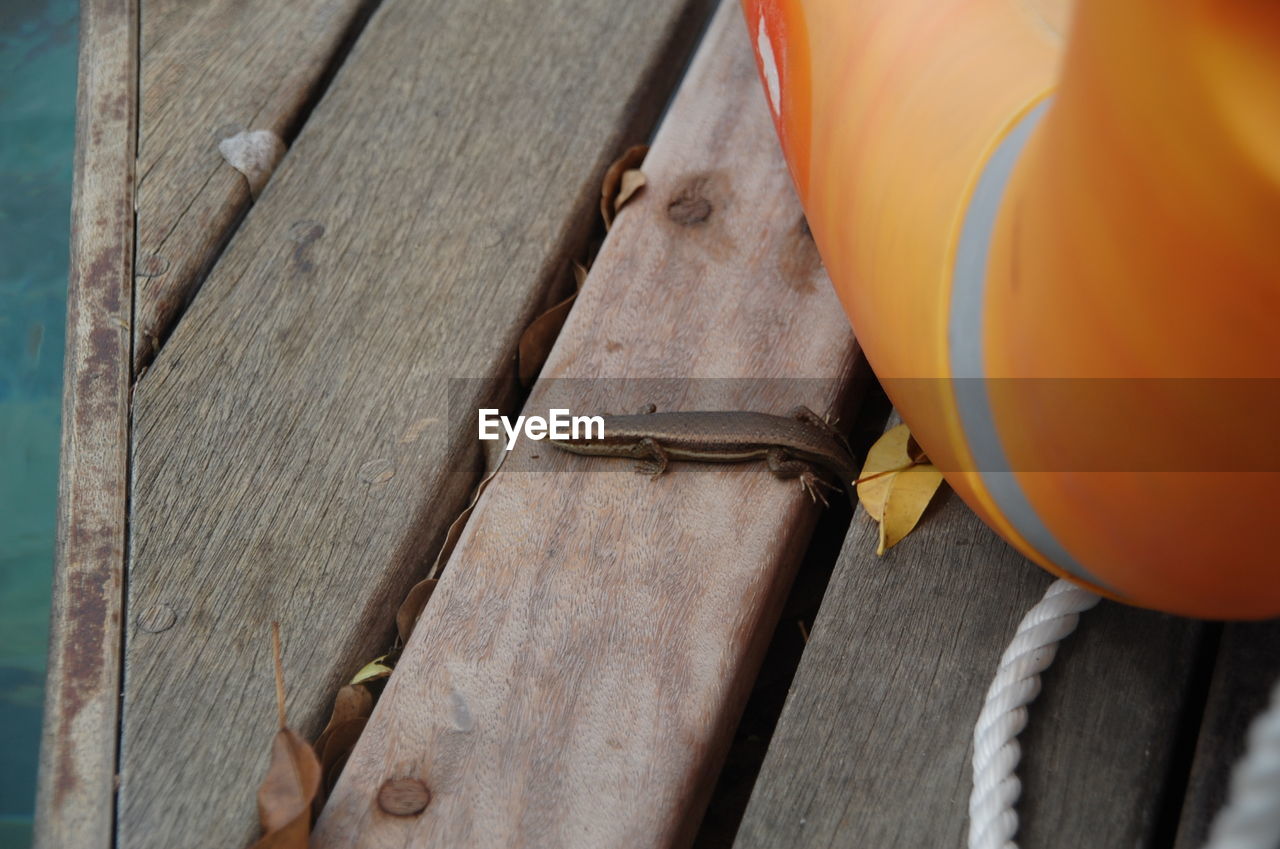 High angle view of reptile on wooden pier