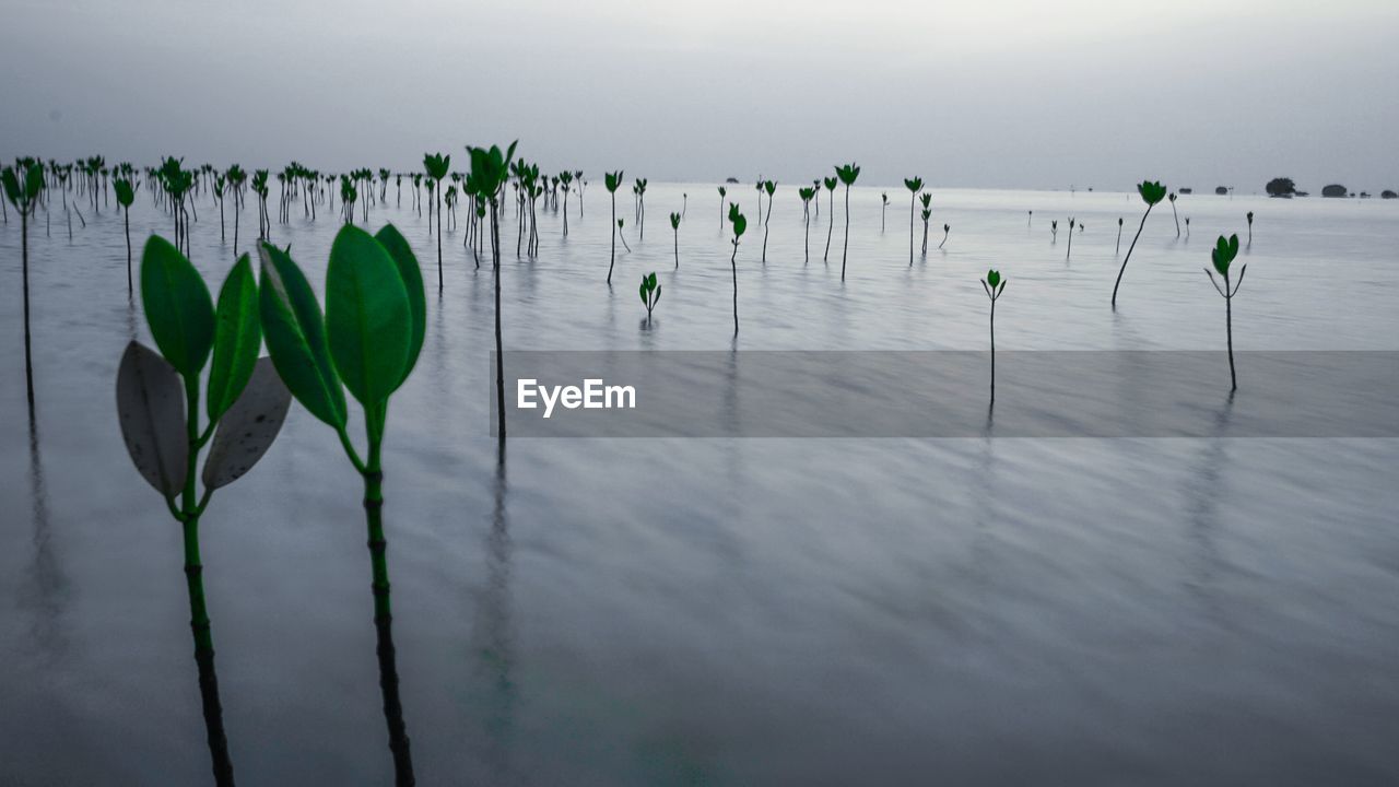 PLANTS BY LAKE AGAINST SKY