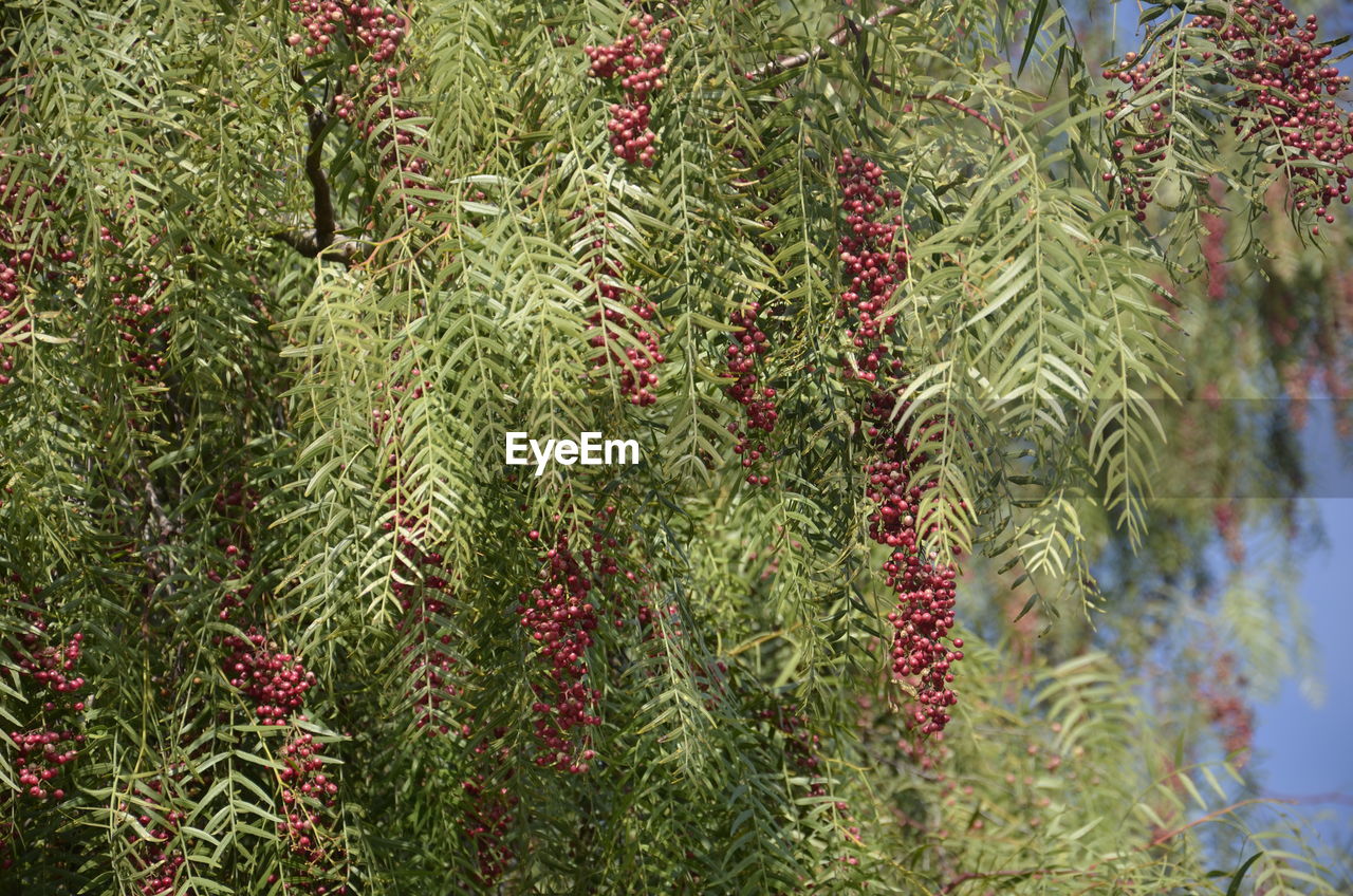 Red flowers growing on tree