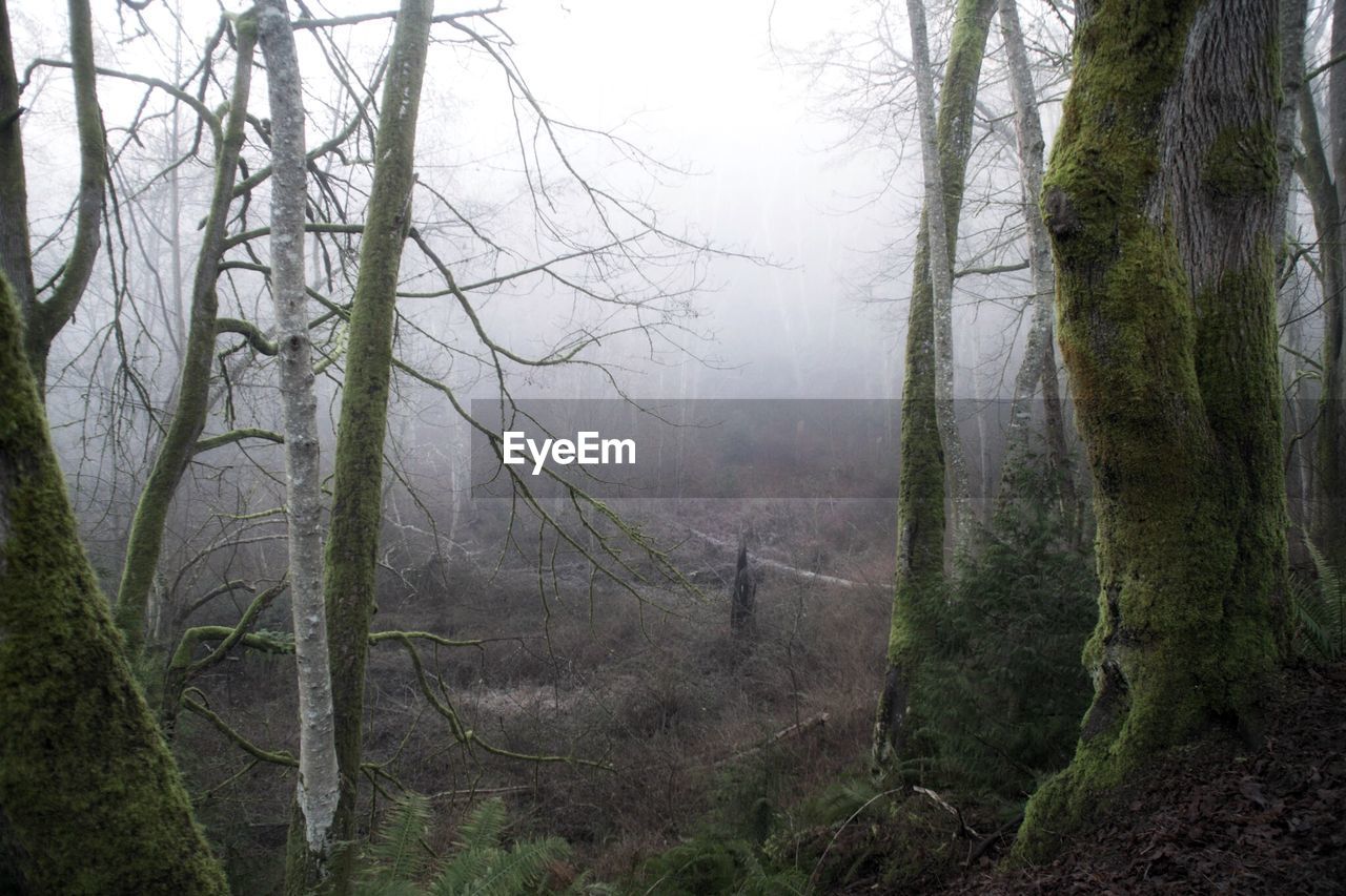 Trees growing in forest during foggy weather