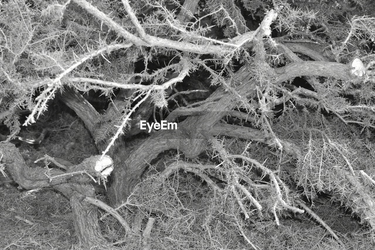 FULL FRAME SHOT OF FROZEN TREES