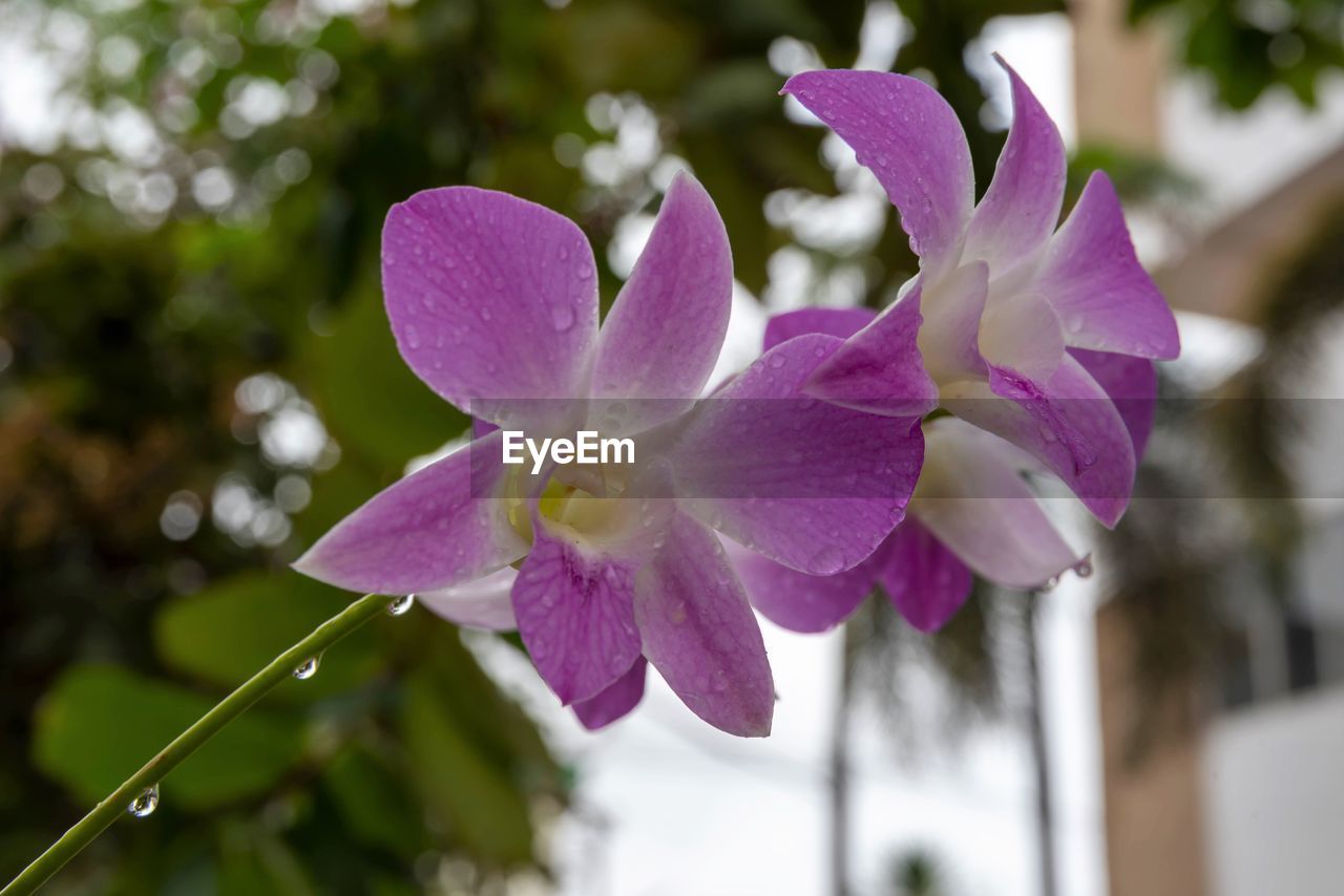 CLOSE-UP OF PINK FLOWER