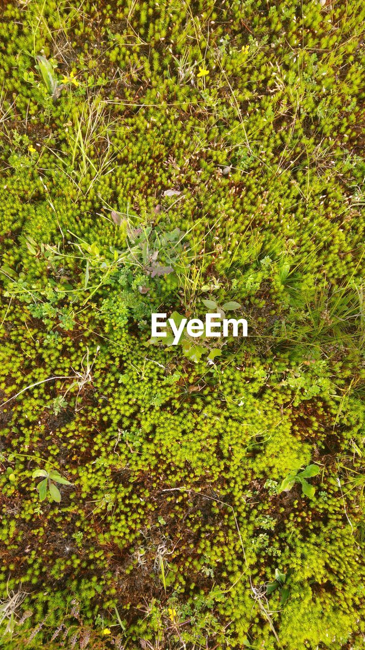 FULL FRAME SHOT OF PLANTS