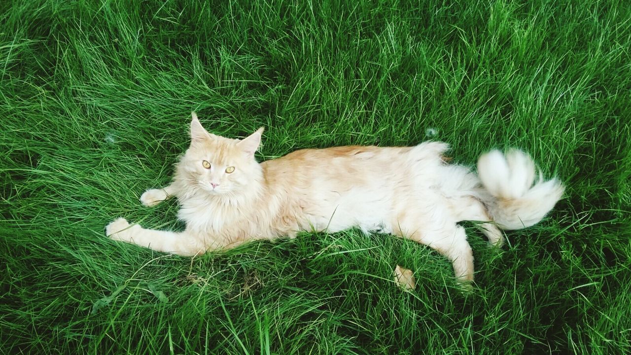 HIGH ANGLE VIEW OF RABBIT ON GRASS