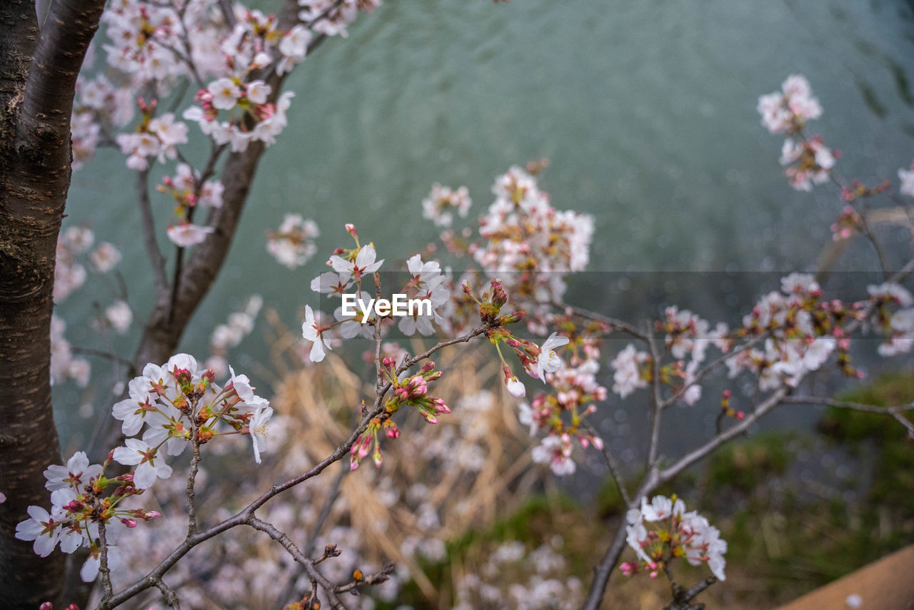 HIGH ANGLE VIEW OF CHERRY BLOSSOM BY TREE