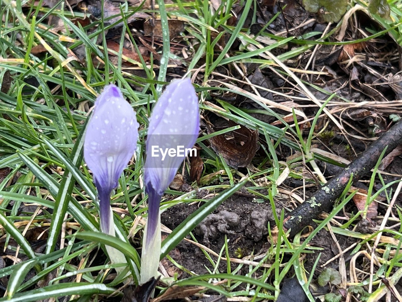 plant, growth, flower, beauty in nature, nature, land, crocus, field, flowering plant, freshness, grass, fragility, close-up, no people, day, high angle view, iris, green, petal, outdoors, purple, inflorescence, wildflower, wet, drop, leaf, flower head, springtime, white, plant part