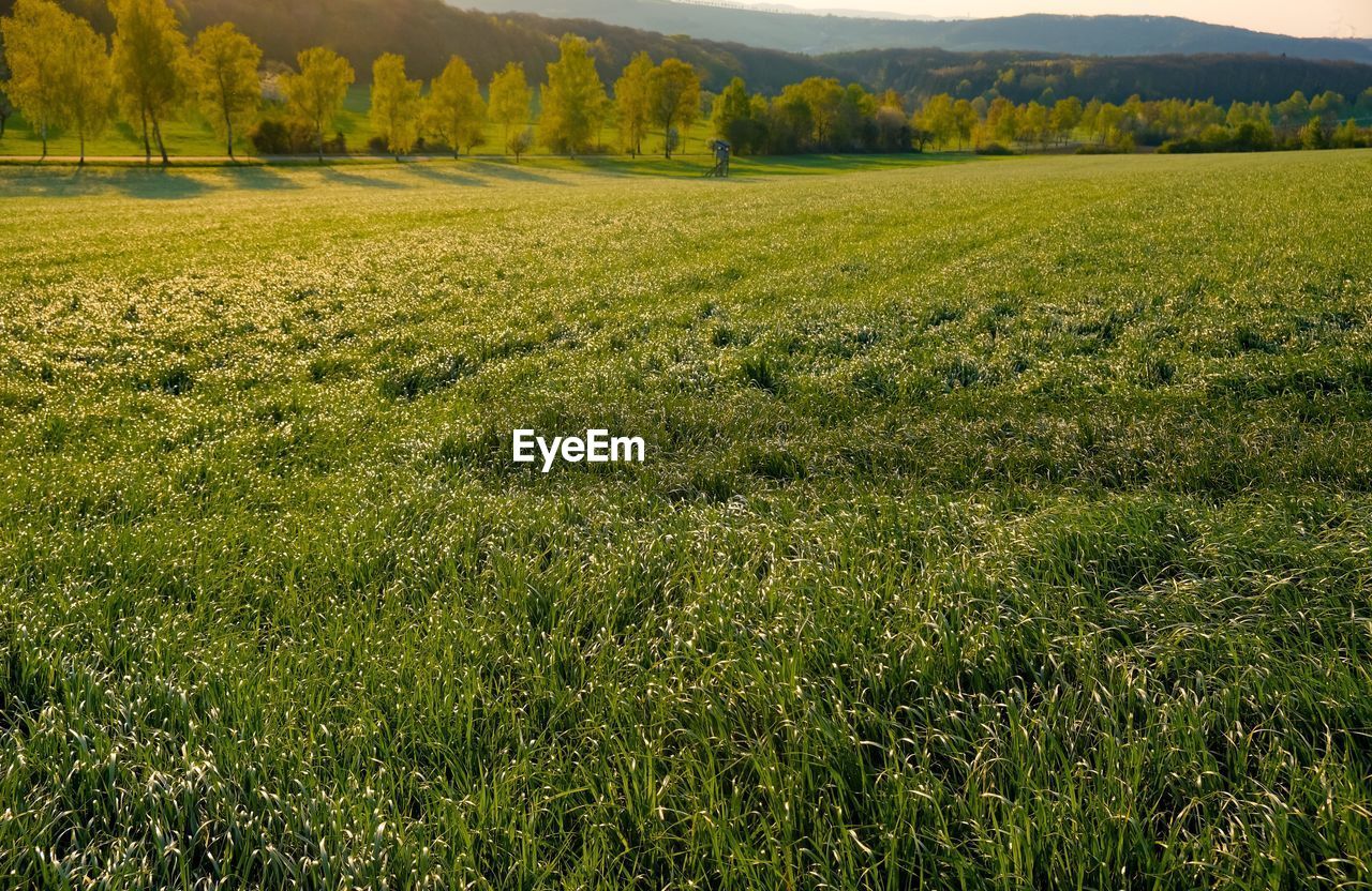 Scenic view of field