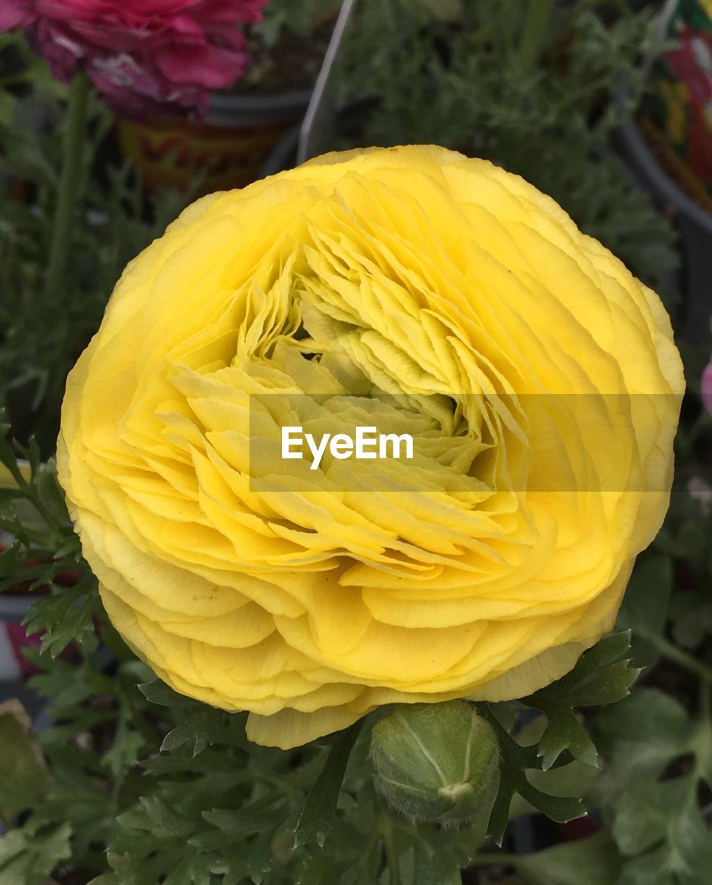 CLOSE-UP OF YELLOW ROSE BLOOMING