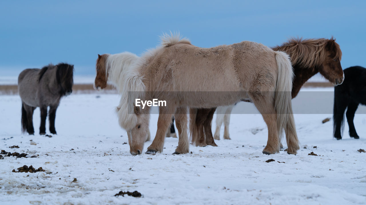 Iceland horse, equus caballus, traditional horse from the icelandic island