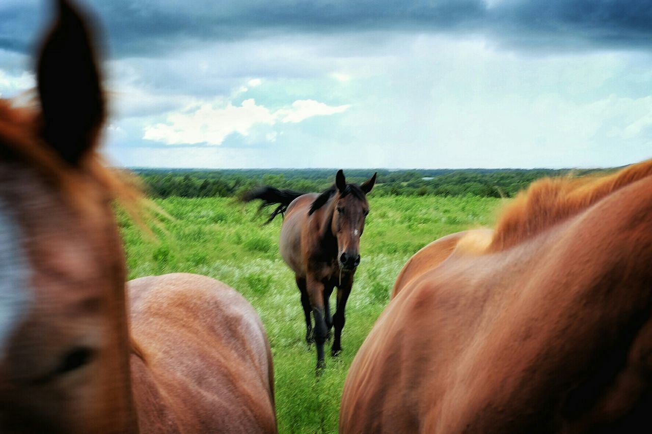 HORSES GRAZING ON FIELD