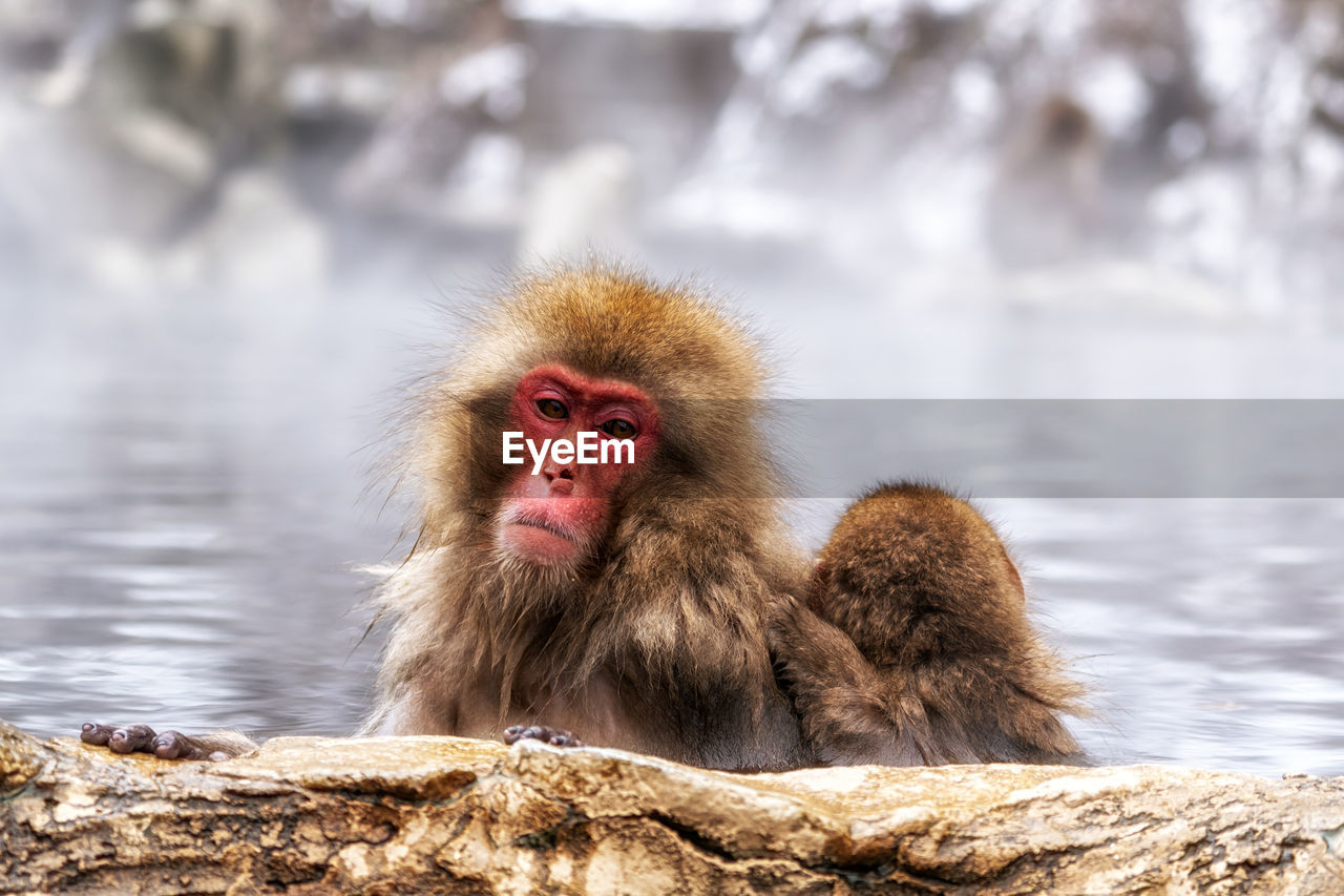 Snow monkeys, japanese macaque, relaxing by the hot spring water in jigokudani monkey park, japan.