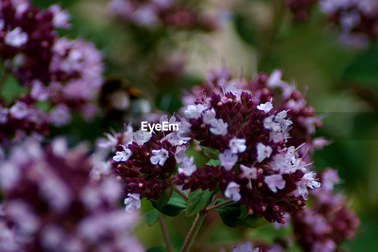 Close-up of purple flowering plant