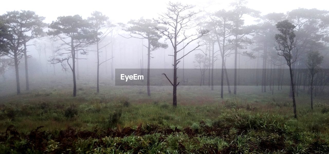 Trees on field in forest
