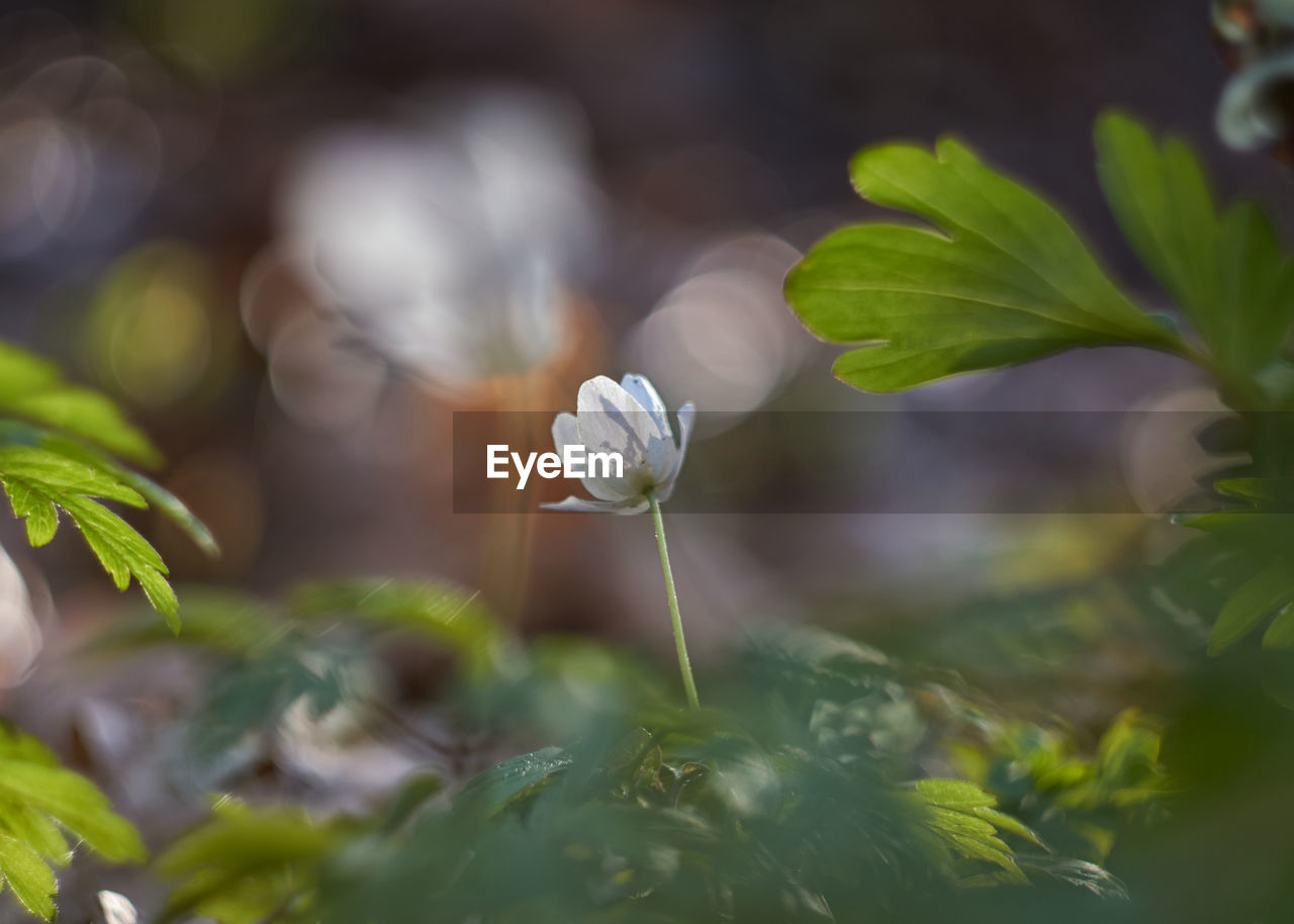 CLOSE-UP OF WHITE FLOWERING PLANT WITH LEAF