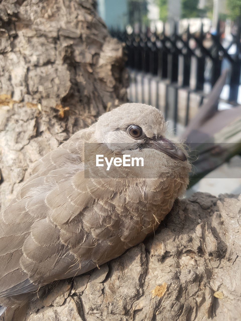 CLOSE-UP OF EAGLE PERCHING OUTDOORS