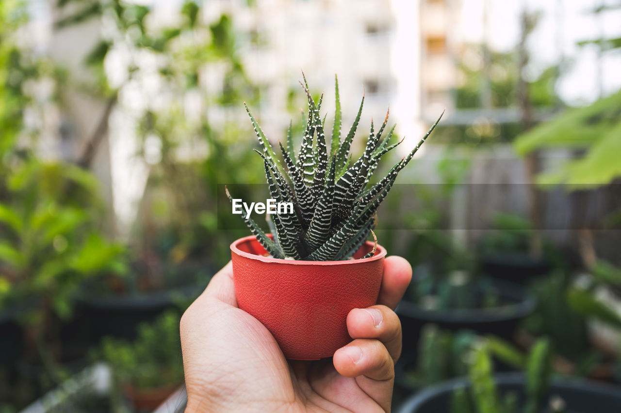 Close-up of hand holding potted plant