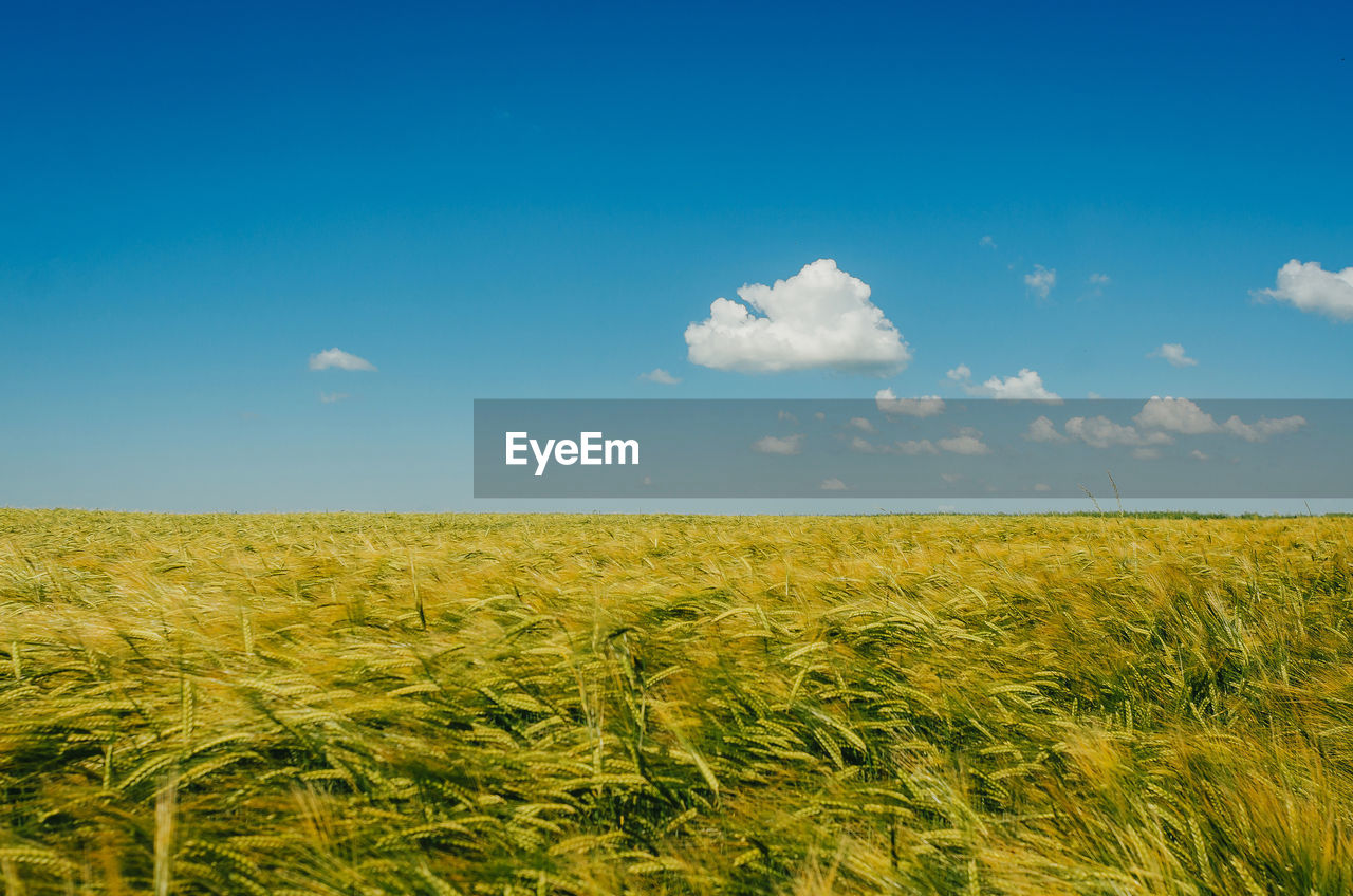 Spikelets of wheat in field on a background of blue sky with small clouds