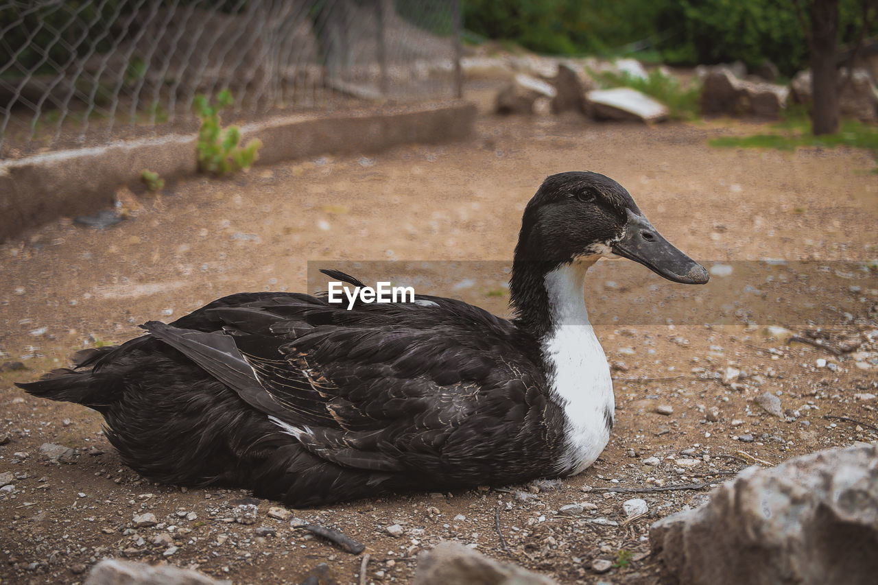 Close-up of a duck