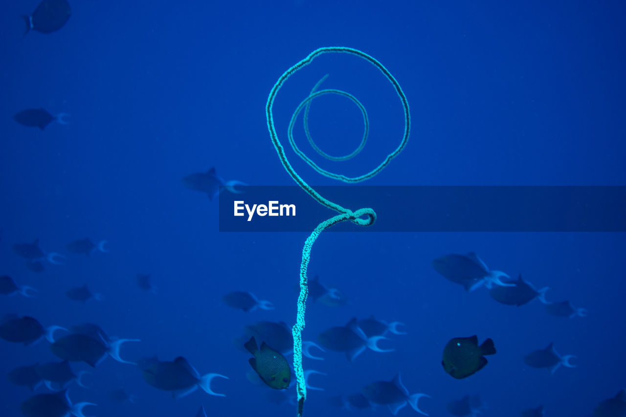 Coral in sea