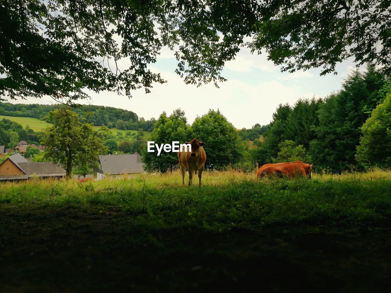 HORSE ON FIELD AGAINST TREES