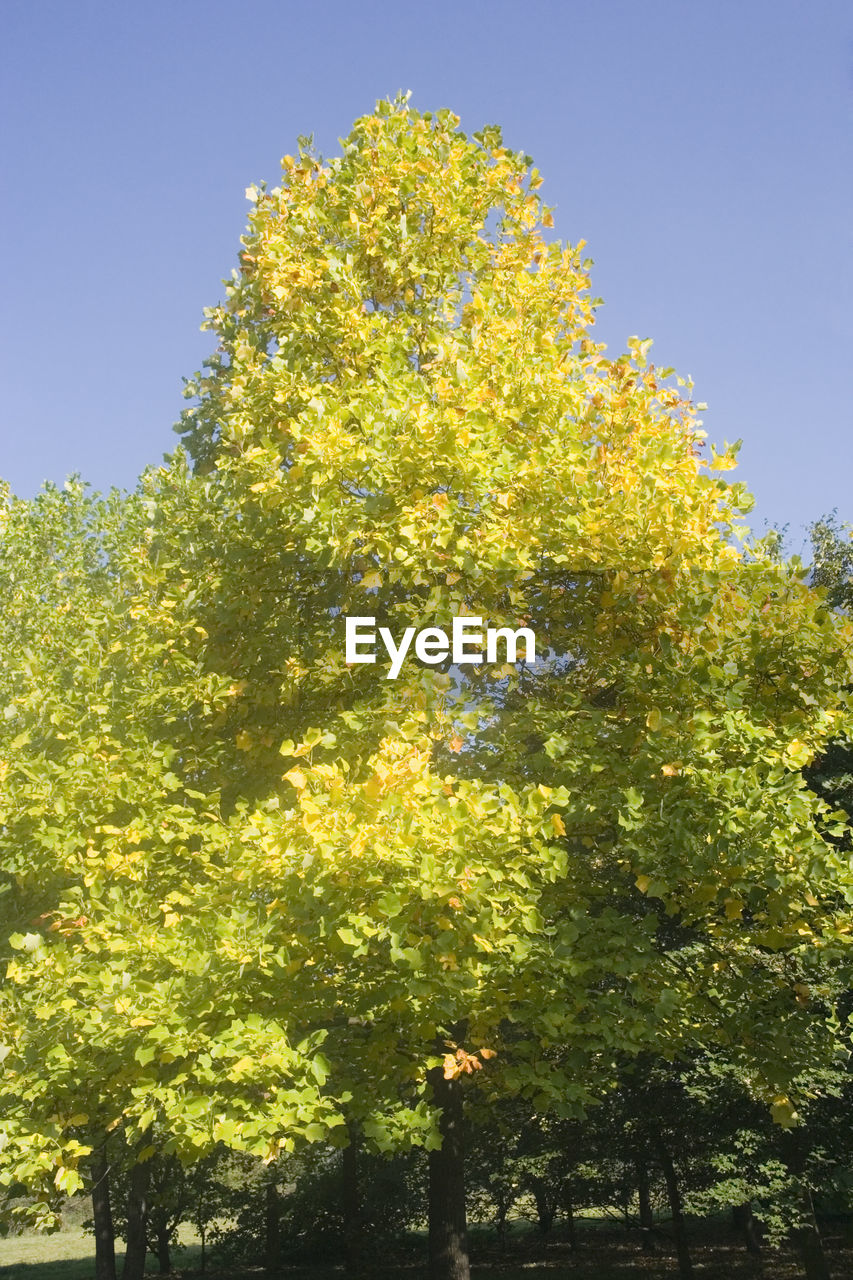 LOW ANGLE VIEW OF TREES AGAINST SKY