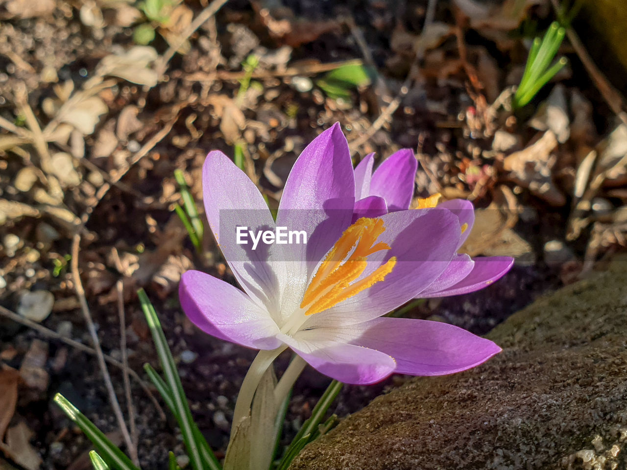 Close-up of purple crocus flower on field