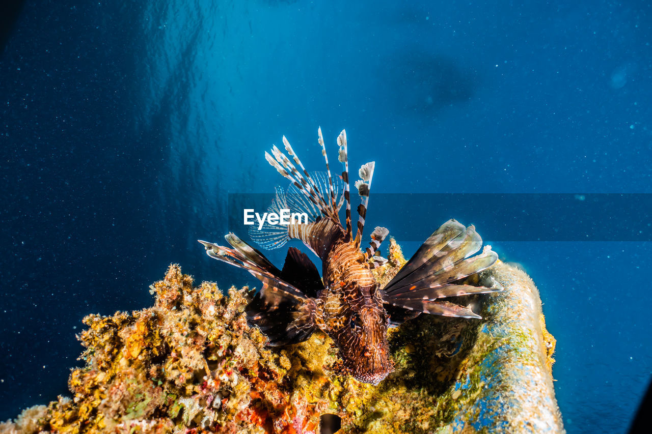 Close-up of lionfish swimming by coral in sea